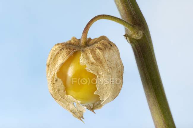 Closeup view of Cape gooseberry on stalk — Stock Photo