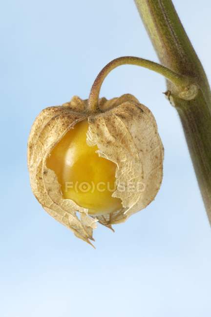 Closeup view of Cape gooseberry on stalk — Stock Photo