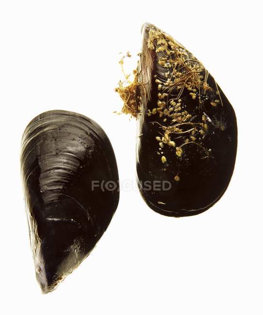 Fresh raw mussels — Stock Photo