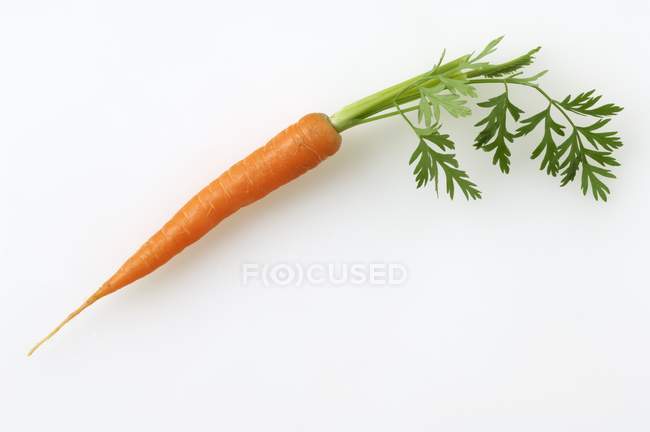 Fresh ripe carrot with stalk — Stock Photo