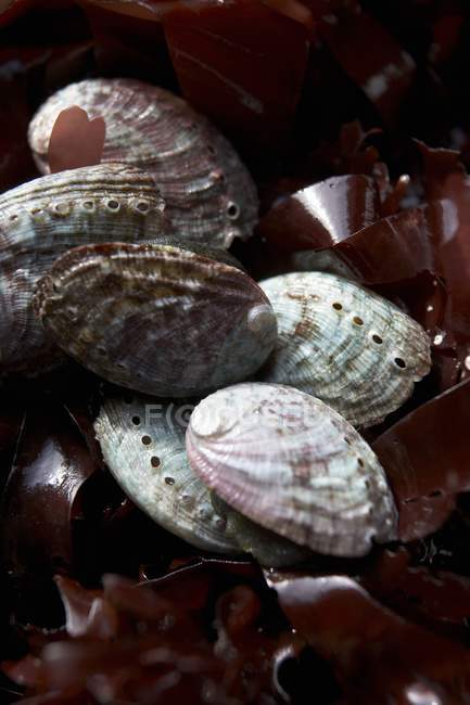 Vue rapprochée des escargots de mer ormeaux aux algues — Photo de stock