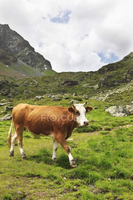 Vista diurna di una mucca che cammina in un prato alpino — Foto stock