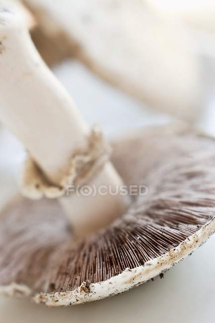 Champiñón fresco parasol - foto de stock
