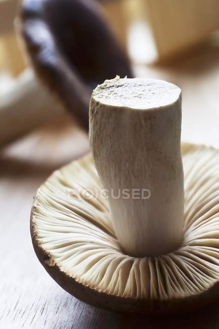 Сироїжка свіжий гриб — стокове фото