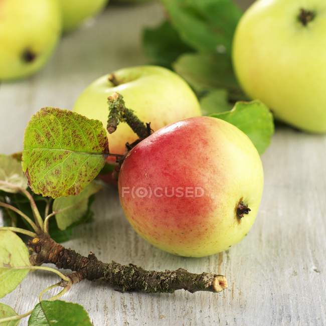 Bio-Elstar-Äpfel — Stockfoto