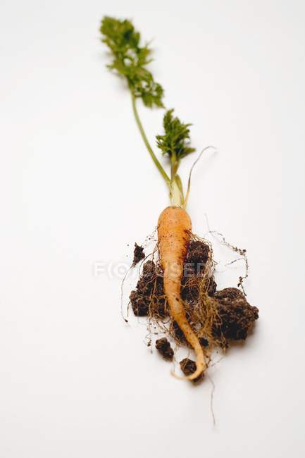 Cenoura jovem com solo — Fotografia de Stock