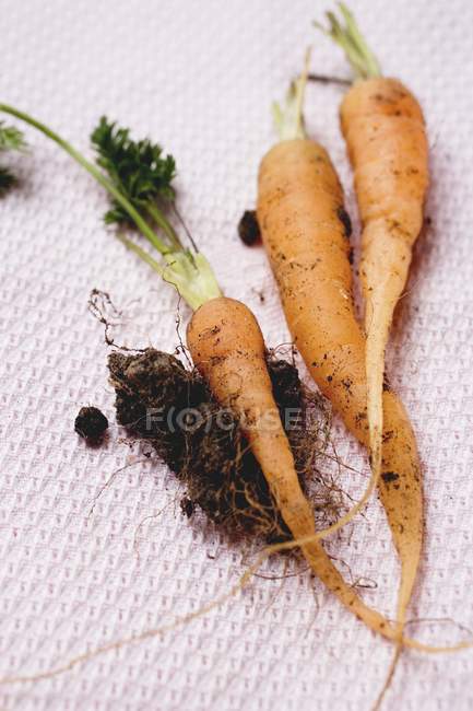 Cenouras frescas jovens colhidas com solo — Fotografia de Stock