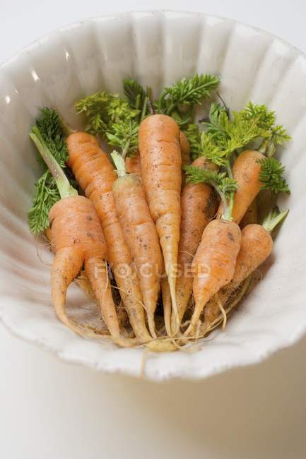 Молодая морковь со стеблями — стоковое фото