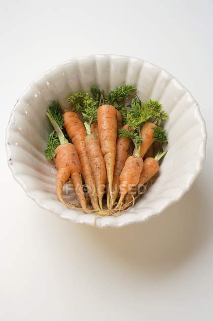 Young carrots with stalks — Stock Photo