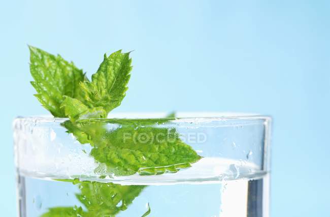Hortelã-pimenta fresca em copo de água — Fotografia de Stock