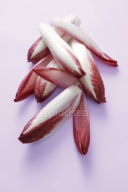 Chicória vermelha nas costas brancas — Fotografia de Stock