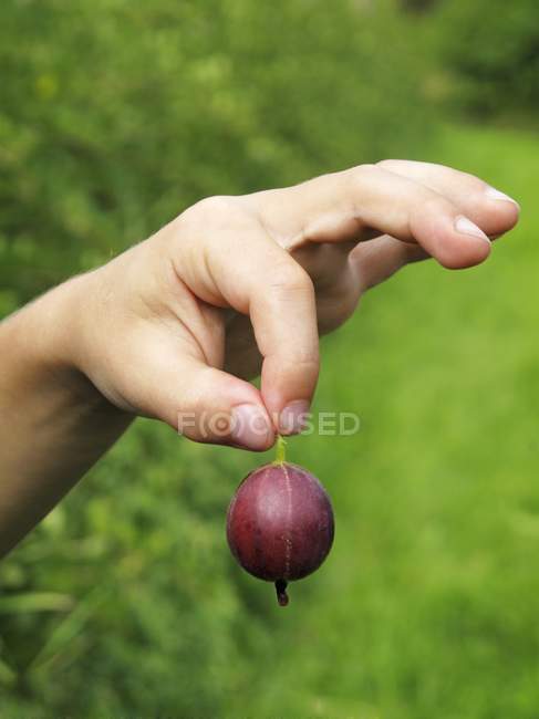 Child hands holding gooseberry — Stock Photo