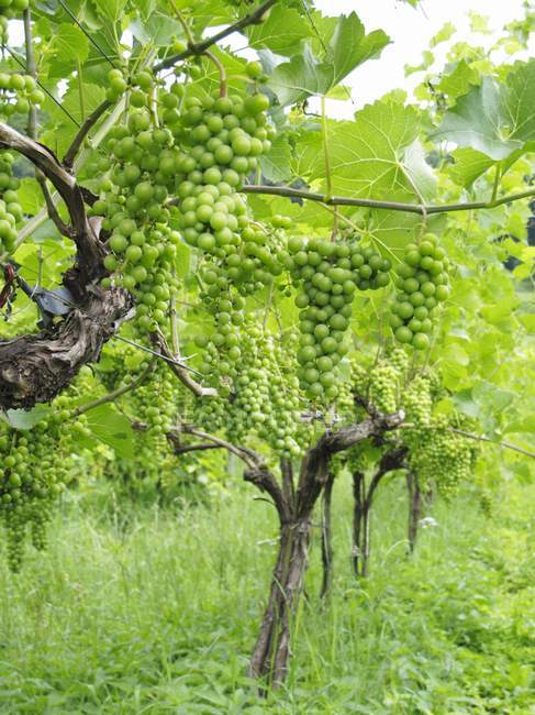 Daytime view of green grapes bunches on vines — Stock Photo