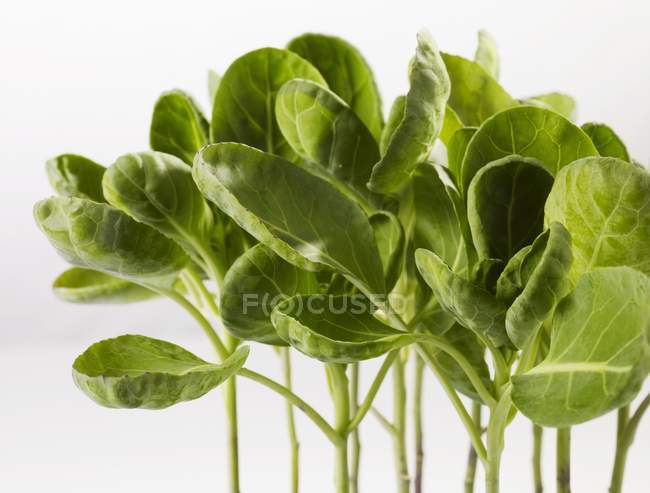 Bussels паростки рослин — стокове фото