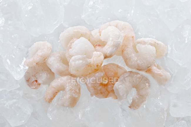 Заморожені варені креветки на льоду — стокове фото