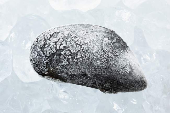 Frische gefrorene Miesmuschel — Stockfoto