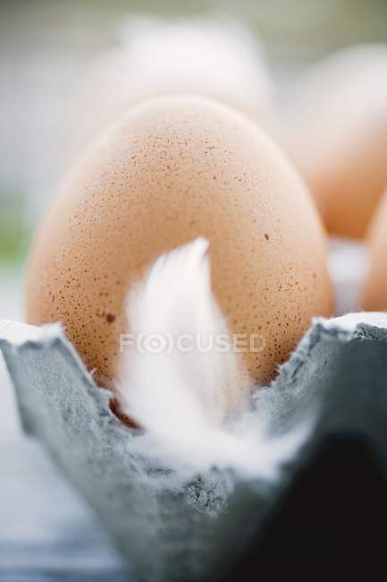 Huevo con pluma en caja de cartón - foto de stock