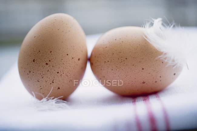 Яйца с перьями на полотенце — стоковое фото