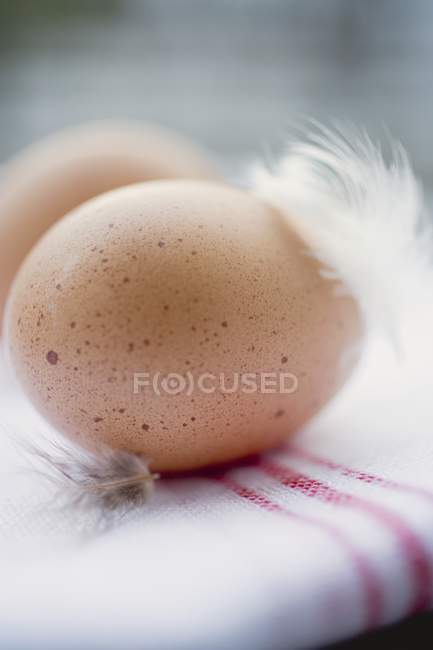 Два коричневых яйца — стоковое фото