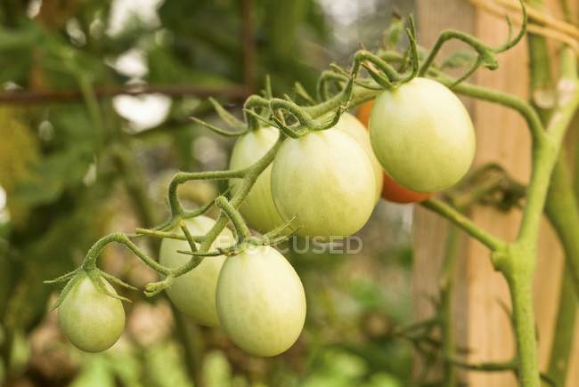 Green Tomatoes on the Vine outdoors during daytime — Stock Photo