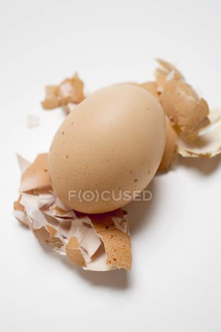 Huevo marrón sobre blanco - foto de stock