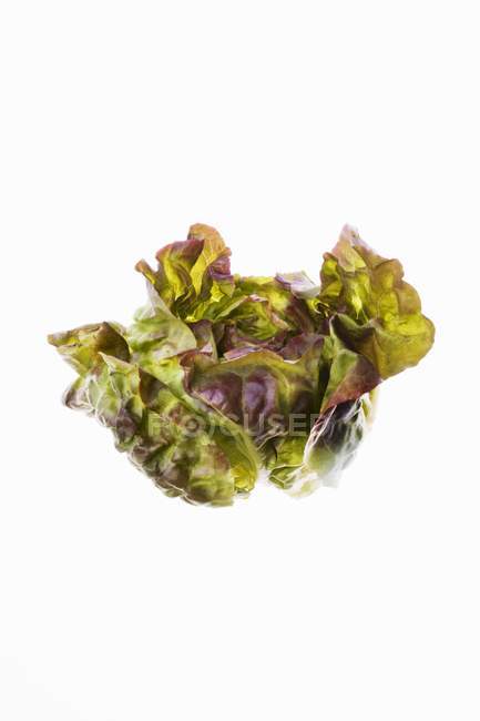 Head of Red Leaf Lettuce — Stock Photo