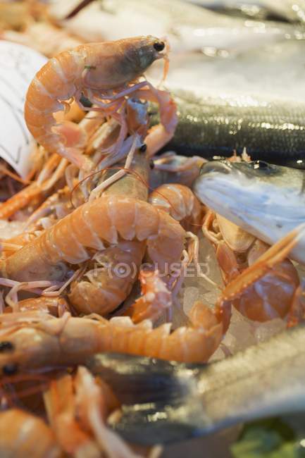 Shrimps and fish at market — Stock Photo