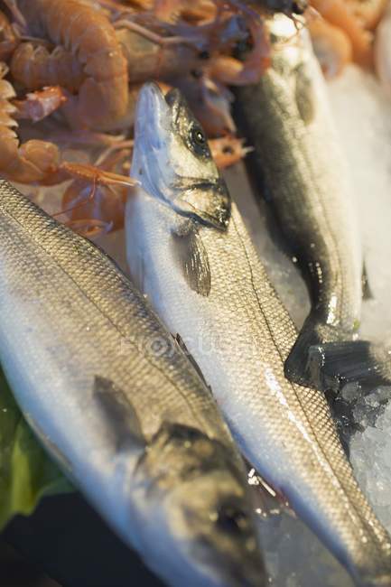 Fresh salmon and shrimps — Stock Photo