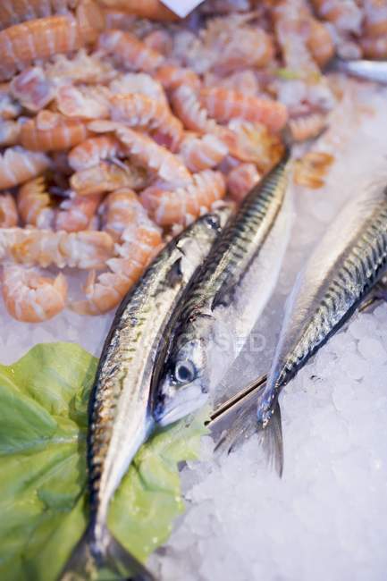 Fresh anchovies and shrimps — Stock Photo