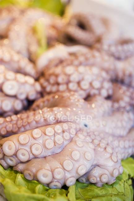 Fresh octopuses at market — Stock Photo