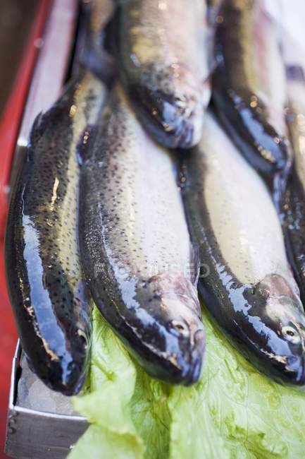 Fresh raw trout — Stock Photo