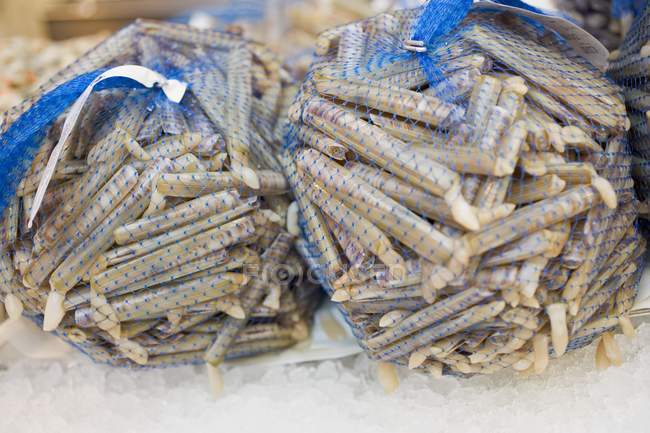 Closeup view of razor clams in blue nets — Stock Photo