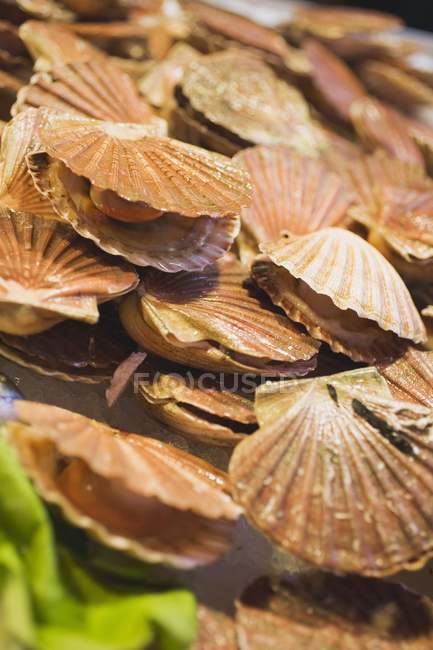 Closeup view of opened scallops heap — Stock Photo