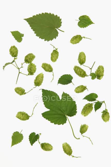 Houblon feuilles et pousses de houblon sur fond blanc — Photo de stock