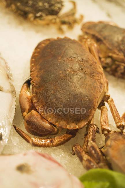 Closeup view of dead crabs on ice — Stock Photo
