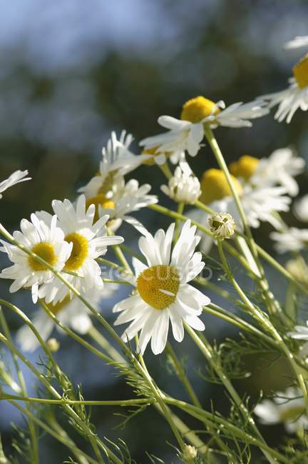 Closeup daytime view of Camomile flowers — Stock Photo