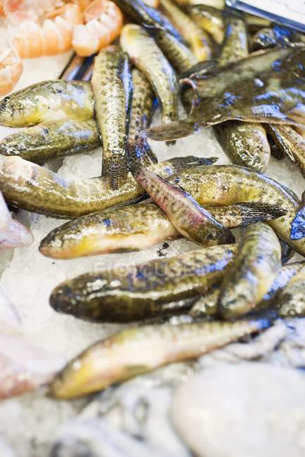 Сырая каракатица и креветки на продажу — стоковое фото