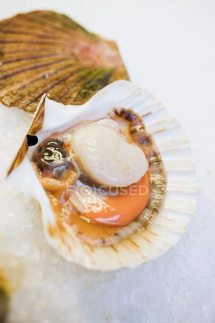 Closeup view of one opened scallop on ice — Stock Photo