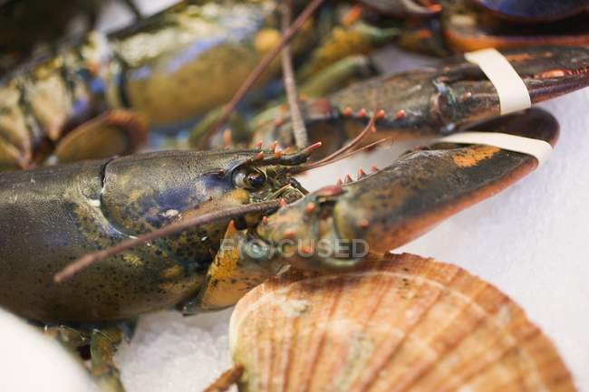 Fresh lobster on ice — Stock Photo