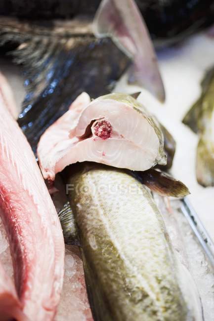 Fresh-caught fishes at farmer market — Stock Photo