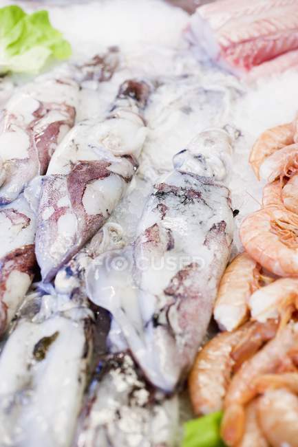 Cuttlefish and shrimps on ice — Stock Photo