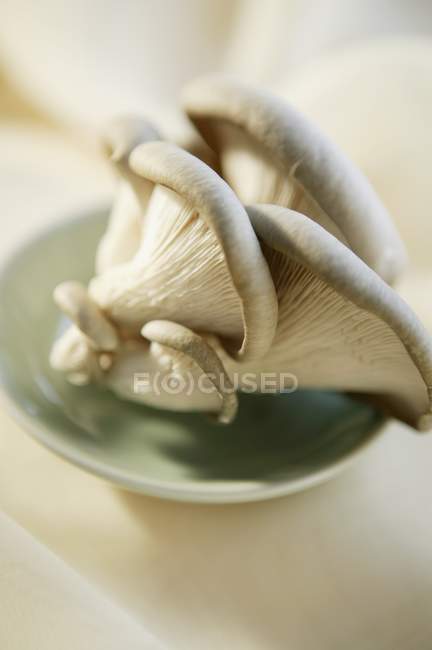Cogumelos de ostra frescos — Fotografia de Stock