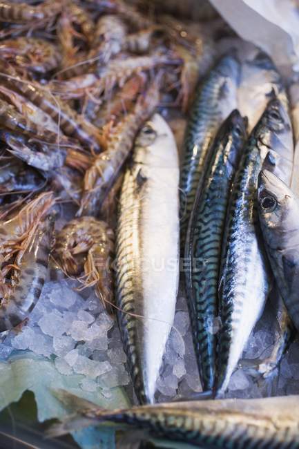 Raw Mackerel and tiger prawns — Stock Photo