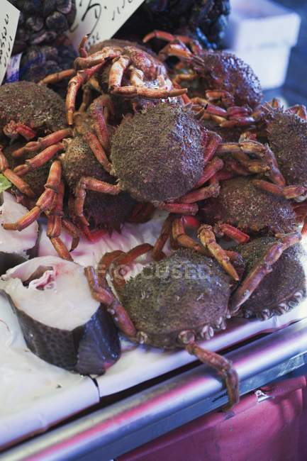 Fresh crabs and fish — Stock Photo