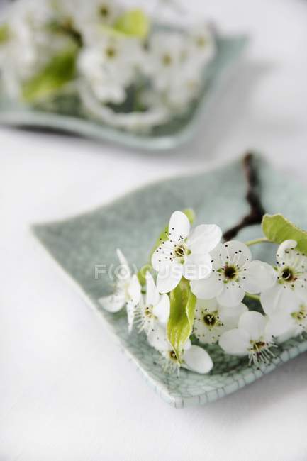 Closeup view of a sprig of white flowers on a green plate — Stock Photo