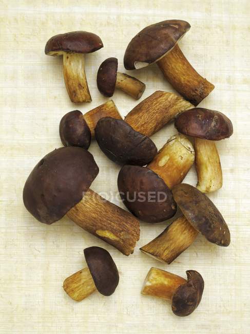 Bay bolete mushrooms — Stock Photo