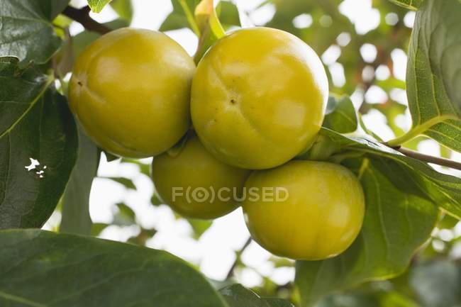 Kaki persimmons sur la branche — Photo de stock