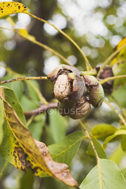Walnuts on tree outdoors — Stock Photo