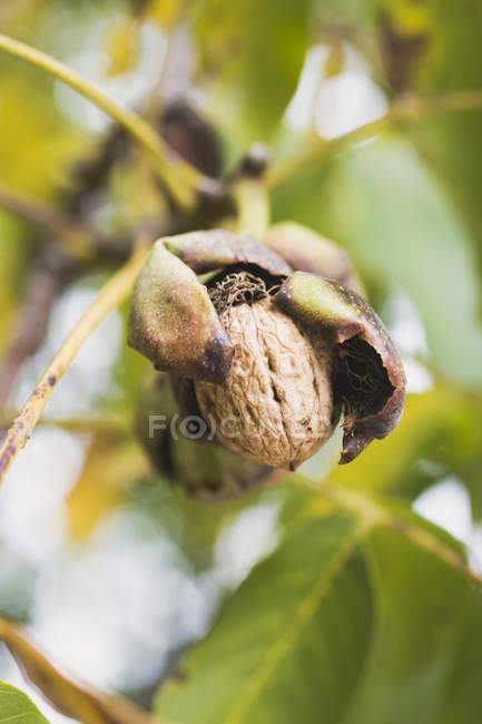 Вид крупным планом одного ореха, висящего на дереве — стоковое фото