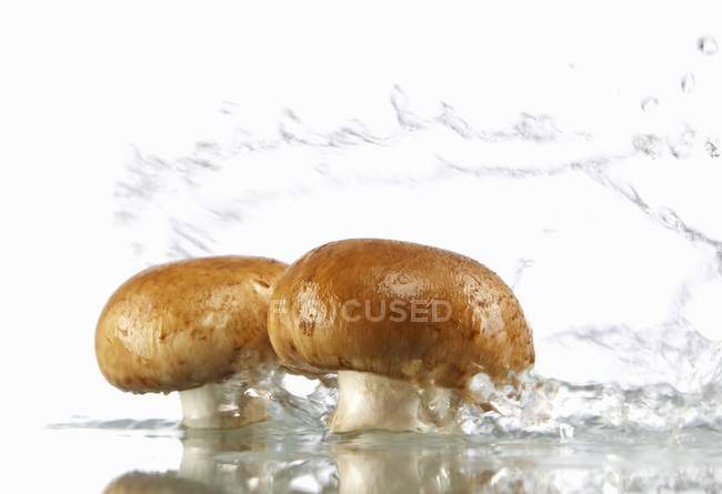 Two mushrooms in water — Stock Photo